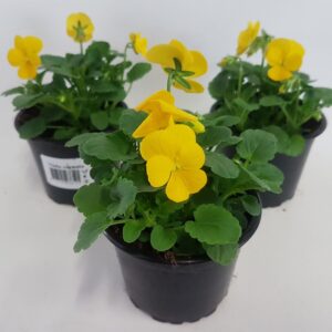 Viola Callisto F1 Yellow Viola cornuta zuiver dark yellow
(18 Plants/Order)(9cmP 15cmH)