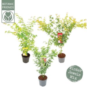 Acer palmatum Acer palm. 'Winter Jewels' mix
(1 Plants/Order)(24cmP 130cmH)