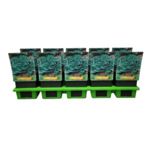 Hosta Big Daddy Hosta 'Big Daddy' P11
(10 Plants/Order)(11cmP 25cmH)