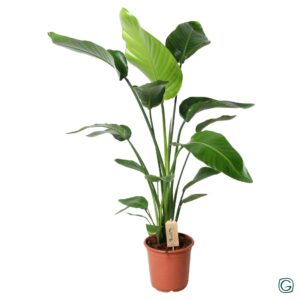 Strelitzia nicolai Strelitzia nicolai p21
(1 Plants/Order)(21cmP 110cmH)