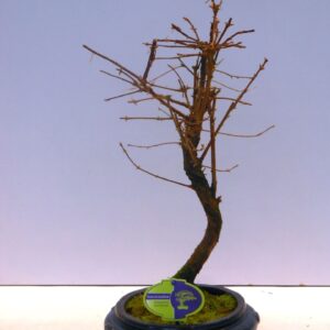 Metasequoia glyptostroboi metasequoia glyptostroboides, 23 cm shape 
(3 Plants/Order)(20cmP 45cmH)