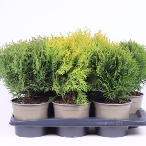 Thuja other dark yellow Thuja mixed bak
(6 Plants/Order)(17cmP 40cmH)