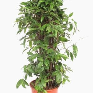 Dracaena surculosa
(1 Plants/Order)(30cmP 120cmH)