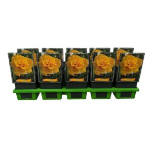 Hemerocallis Hemerocallis 'Patricia' P11
(10 Plants/Order)(11cmP 25cmH)