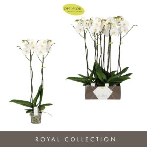 Phalaenopsis other Bijoux Moonstone 2 spike
(4 Plants/Order)(15cmP 80cmH)