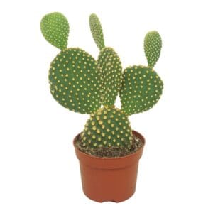 Opuntia microdasys var. Pallida
(6 Plants/Order)(12cmP 20cmH)