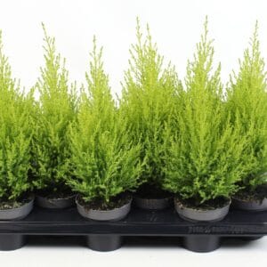Cupressus Goldcrest Wilma
(12 Plants/Order)(10.5cmP 40cmH)