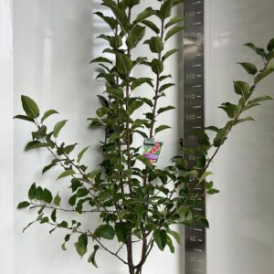 Malus Red Sentinel Malus 'Red Sentinel'
(1 Plants/Order)(29cmP 110cmH)