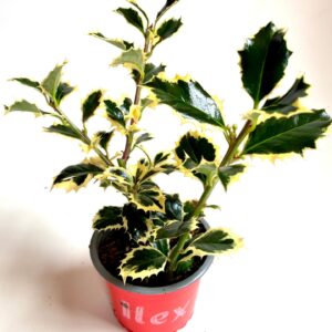 Ilex Argentea Marginata Ilex aquifolium 'Argentea Marginata'
(18 Plants/Order)(9cmP 15cmH)