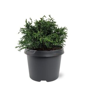 Chamaecyparis obtusa Chamaecyparis obtusa 'Lycopodioides'
(1 Plants/Order)(19cmP 35cmH)