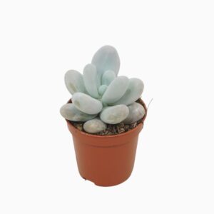 Pachyphytum ovifer 5,5 cm
(20 Plants/Order)(5.5cmP 8cmH)