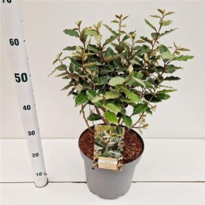 Elaeagnus ebbingei Elaeagnus ebbingei 'Compacta'
(1 Plants/Order)(26cmP 55cmH)