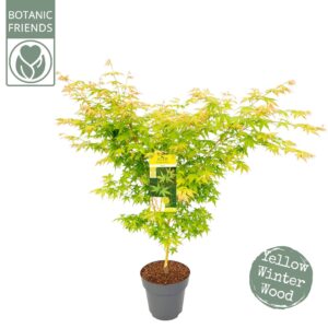 Acer palmatum Acer palm. 'Bi hoo' 
(1 Plants/Order)(29cmP 185cmH)