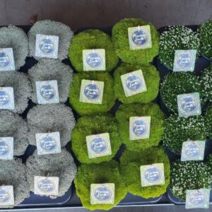 Vaste plants other Mossy Precious Earth 5 Types per Laag, schaaltje 13 (Sagina, Leptinella, Raoul
(8 Plants/Order)(13cmP 14cmH)