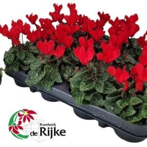 Cyclamen Super Serie Verano Red P7 red
(12 Plants/Order)(7cmP 12cmH)