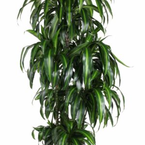 Dracaena Hawaiian Sunshine Dracaena Hawaiiana 120-carrousel
(1 Plants/Order)(34cmP 180cmH)