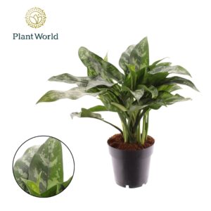 Aglaonema Maria Aglaonema Maria
(6 Plants/Order)(14cmP 40cmH)