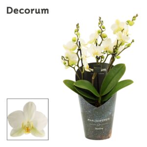 Phalaenopsis Lausanne Phalaenopsis dazzling Lausanne 3-4 spike (Decorum)
(6 Plants/Order)(12cmP 35cmH)