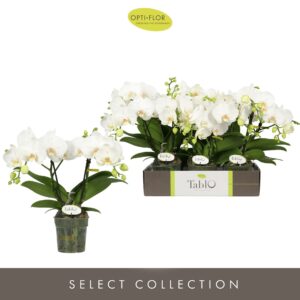 Phalaenopsis white more Ripsen Tablo Champagne 2 spike
(6 Plants/Order)(12cmP 40cmH)
