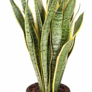 Sansevieria Laurentii Sansevieria Laurentii P24
(1 Plants/Order)(24cmP 80cmH)