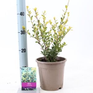 Ilex crenata Ilex cren. 'Green Hedge'
(6 Plants/Order)(17cmP 40cmH)