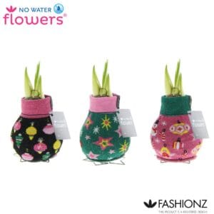 Hippeastrum Wax Fashionz Patternz Disco
(6 Plants/Order)(5cmP 15cmH)