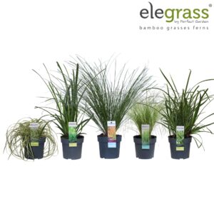 Siergrassen mix Carex mix laag P14
(6 Plants/Order)(14cmP 40cmH)