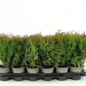 Thuja Little Giant Thuja occidentalis 'Little Giant'
(18 Plants/Order)(9cmP 20cmH)