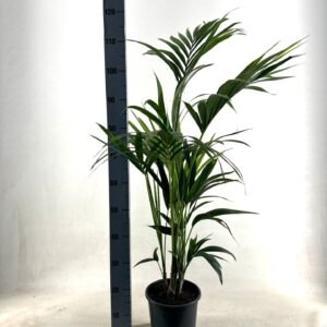 Howea forsteriana KENTIA - P21 H110 - 5PP - EcoLine (Howea forsteriana 
(1 Plants/Order)(21cmP 110cmH)