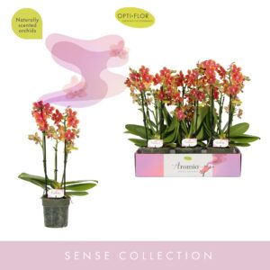 Phalaenopsis Multiflora Aromio Tropical 3 spike
(6 Plants/Order)(12cmP 35cmH)