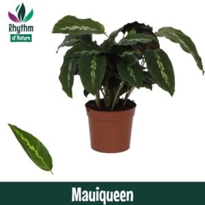 Calathea Calathea 12cm Mauiqueen - Rhythm of Nature
(10 Plants/Order)(12cmP 40cmH)
