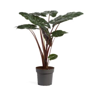 Alocasia sarawakensis Yucatan Princ Alocasia Yucatan Princess 24cm
(1 Plants/Order)(24cmP 110cmH)