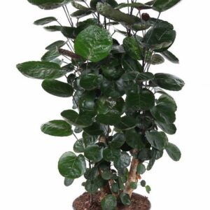 Polyscias Fabian Polyscias Fabian busch P27
(1 Plants/Order)(27cmP 110cmH)