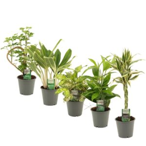 Other Green plant Green Extreme mix 12 cm
(10 Plants/Order)(12cmP 50cmH)