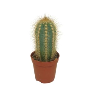 Cactus Pilosocereus pachycladus 5,5 cm
(20 Plants/Order)(5.5cmP 8cmH)