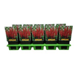 Lupinus My Castle Lupinus 'My Castle P11
(10 Plants/Order)(11cmP 25cmH)