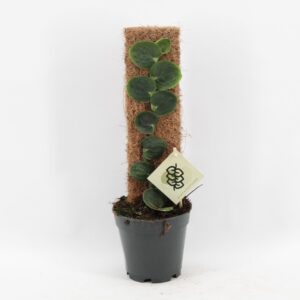 other Indoor plants Rhaphidophora Celatocaulis
(4 Plants/Order)(14cmP 50cmH)