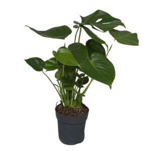 Monstera deliciosa monstera deliciosa Bush
(8 Plants/Order)(14cmP 45cmH)