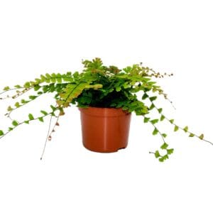 Adiantum caudatum Adiantum Caudatum (Walking Maidenhair)
(10 Plants/Order)(12cmP 25cmH)