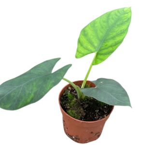 Alocasia Alocasia Scabriuscula
(9 Plants/Order)(10.5cmP 15cmH)