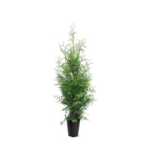 Thuja Brabant Thuja occidentalis 'Brabant' (zonder etiket) 
(1 Plants/Order)(21cmP 115cmH)