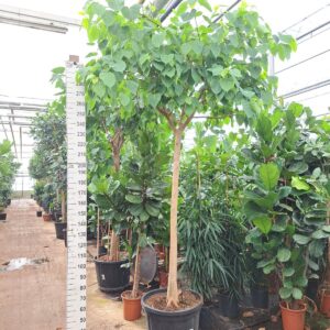 Ficus Ficus religiosa Ficus Religiosa stam 350
(1 Plants/Order)(60cmP 350cmH)