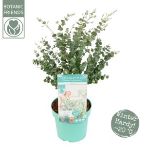 Eucalyptus gunnii 'Azura' Eucalyptus gunnii 'Azura'®
(3 Plants/Order)(19cmP 65cmH)