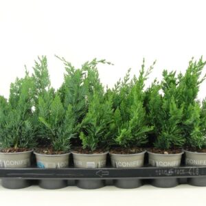 Chamaecyparis Wisselii Chamaecyparis lawsoniana 'Wisselii'
(18 Plants/Order)(9cmP 15cmH)