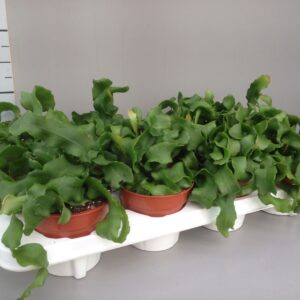 Epiphyllum guatemale epiphyllum guatemalense
(8 Plants/Order)(12cmP 20cmH)