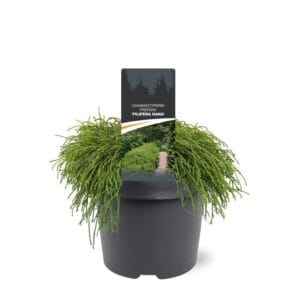 Chamaecyparis Filifera after pis.
(1 Plants/Order)(19cmP 30cmH)