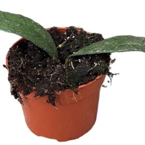 Hoya Hoya Clemensiorum Sumatra
(4 Plants/Order)(10.5cmP 2cmH)