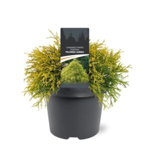Chamaecyparis Filifera Au Chamaecyparis pis. 'Filifera Aurea'
(1 Plants/Order)(19cmP 30cmH)