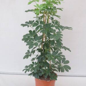 Schefflera Compacta COMPACTA
(1 Plants/Order)(27cmP 110cmH)