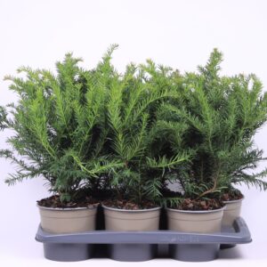 Taxus baccata Repandens Taxus baccata 'Repandens'
(6 Plants/Order)(17cmP 45cmH)